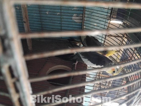 কোকাটেল